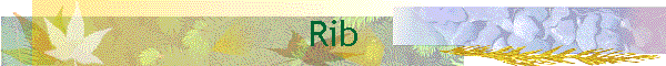 Rib